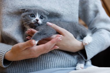 Tatlı gri bir kedi yavrusu, büyüleyici mavi gözlerini ve tüylü paltosunu sergiliyor. Şirinlik ve arkadaşlığın özünü somutlaştırıyor..