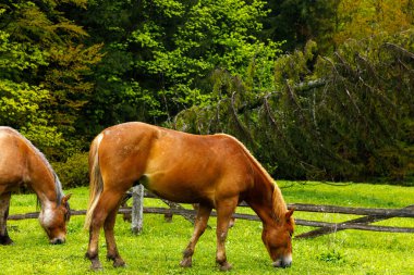 Bu resim sahnesinde, iki kahverengi at huzur içinde otluyor. Canlı yeşil çimenler ve ağaçlar bu huzurlu kırsal alan için sakin bir zemin sağlar..