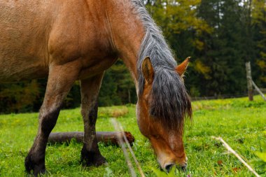 Bu görüntü, canlı yeşil bir alanda huzur içinde otlayan bir atın yakın plan görüntüsünü yakalıyor. Ağaçlar ve arka planda sakin bir atmosfer, doğanın güzelliğini gösteriyor..
