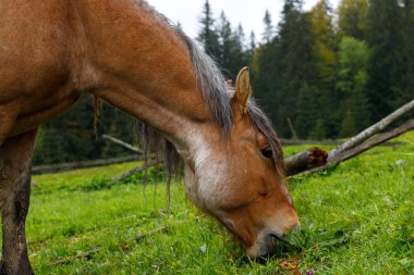 Görüntü, dingin bir çayırdaki canlı yeşil çimlerde huzur içinde otlayan görkemli kahverengi bir atı yakalıyor. Resimli bir ortamda doğanın güzelliğini ve sükunetini gösteriyor..