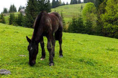 Görüntü, gür ağaçlar ve yuvarlanan tepelerle çerçevelenmiş yeşil bir alanda huzur içinde otlayan siyah bir atı tasvir ediyor. Doğanın ihtişamı içindeki kırsal yaşamın sükunetini gösteriyor..