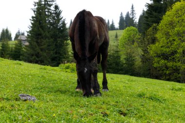 Bu resim, ağaçlarla ve yumuşak tepelerle dolu, dinginliği ve doğanın güzelliğini anımsatan, canlı yeşil çimlerde otlayan güzel kahverengi bir atı yakalıyor..