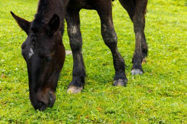 Bu görüntü, yemyeşil bir çayırda huzur içinde otlayan görkemli bir atı gösteriyor. Doğanın güzelliğini ve vahşi yaşam ile çevre arasındaki bağlantıyı gösteriyor..