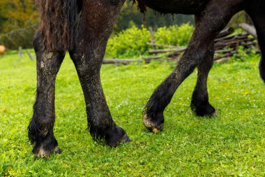 Görüntü, bitkiler ve kırsal ahşap çitler de dahil olmak üzere doğal özelliklerle çevrili canlı yeşil çimenlerin arasında yürüyen siyah atın bacaklarının alt kısmını gösteriyor..