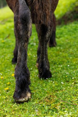 Bir atın bacaklarının zarif detaylarını yakalamak, kürkünün ve toynaklarının dokusunu vurgulamak, vahşi çiçeklerle dolu canlı yeşil bir arka plana yerleştirmek, doğanın güzelliğini hayata getirmek..
