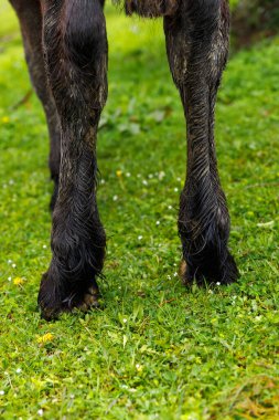 Bir atın bacaklarının büyüleyici görüntüsü, küçük çiçeklerle dolu canlı yeşil çimlerin üzerinde dururken, kürkünün zengin dokusunu ve rengini belirtiyor..