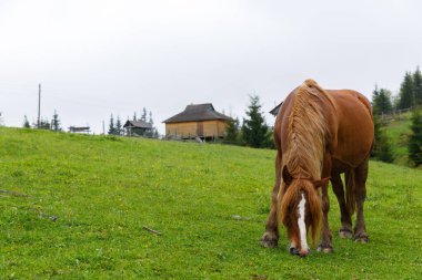 Bu resim, canlı yeşil bir çayırda huzur içinde otlayan güzel bir atı ve doğanın huzurlu kırsal kesimlerini güzelleştiren ahşap yapıları gösteriyor..