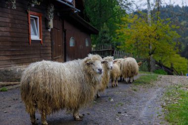 Bu büyüleyici görüntü, canlı ağaçlar ve sakin bir kırsal alan tarafından çerçevelenmiş büyüleyici ahşap bir kulübenin yanında, toprak bir patika boyunca yürüyen bir koyun sürüsünü gösteriyor..