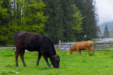 Görüntü, yemyeşil bir çayırda otlayan iki ineğin bulunduğu sakin bir manzara yakalıyor. Yeşillik ağaçlarla çevrili, sakin bir yol, kırsal cazibe ve doğal güzelliğin simgesi..