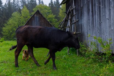Bu huzurlu pastoral sahnede, siyah bir inek kırsal bir ahırın yakınında sessizce dolaşırken, küçük bir köpek, güzel bir çiftlikte huzurlu bir birliktelik sergiliyor..