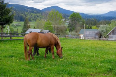 Bu görüntü yeşil bir tarlada muhteşem bir at yakalıyor, kır çiçeklerinin arasında rahatça otluyor, arka planda kayan tepeler ve dağlar, kırsal yaşamın güzelliğini gösteriyor..