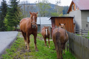 Görüntü, yeşil ve ahşap yapılarla çevrili toprak bir yolun yanında duran üç atı sergiliyor, sakin bir gökyüzünün altında, kırsal yaşamın güzelliğini ve doğanın cazibesini vurguluyor..