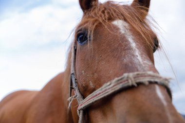 Bu resim, çarpıcı özelliklerini, uzun yelesini ve koşum takımlarını sergileyen kahverengi bir atın çarpıcı yakın çekimini gösteriyor. Bulutlu gökyüzü büyüleyici bir zemin oluşturuyor atın güzelliğini ön plana çıkarıyor..