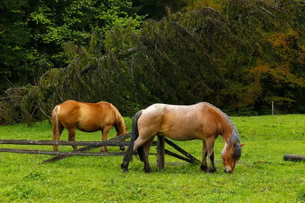 Bu görüntüde iki at sakince otluyor, bir at çite yaslanıyor ve devrilmiş bir ağaç, doğanın güzelliğini ve sükûnetini gösteriyor..