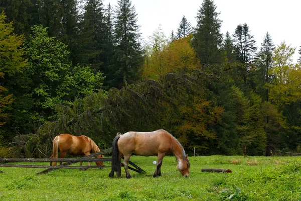 İki at, yüksek ağaçlar ve sonbahar yapraklarıyla çevrili canlı yeşil bir çayırda huzur içinde otluyor ve kırsal dinginliğin ve doğal güzelliğin özünü yakalıyor..