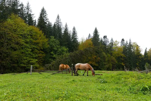 Yoğun ormanlarla çevrili yemyeşil bir çayırda huzur içinde otlayan iki atın huzurlu manzarası kırsal hayatın cazibesini ve sonbaharda doğanın ihtişamını gözler önüne seriyor..