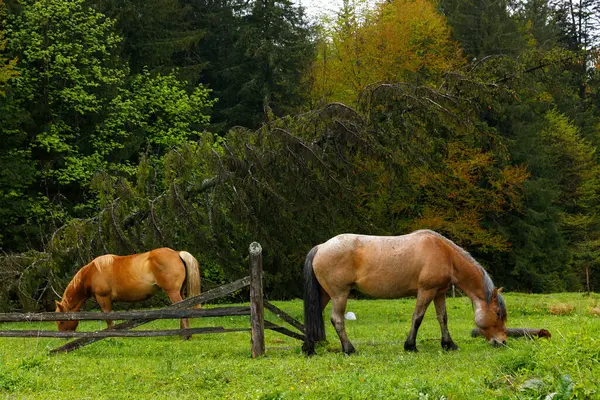Bu dingin görüntü, canlı yeşil bir çayırda otlayan iki atı betimliyor, yemyeşil bir orman zeminiyle çerçevelenmiş, kırsal kesimde doğanın güzelliğini ve huzurunu gözler önüne seriyor..