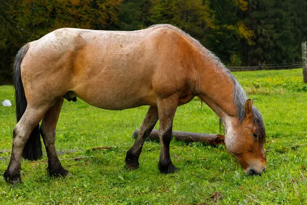 Bu resim, doğanın güzelliğinin sükunetini ve sonbaharın özünü somutlaştıran yeşil bir çayırda huzur içinde otlayan güzel bir atı gösteriyor..