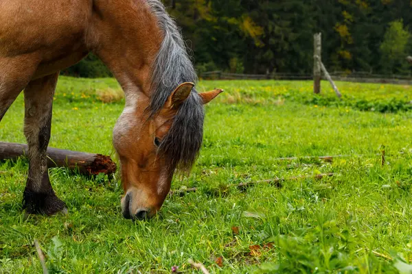 Bu resim, doğanın güzelliğini ve kırsal alanların tipik sakin atmosferini gösteren, canlı yeşil çimlerde huzur içinde otlayan kahverengi bir atı gösteriyor..