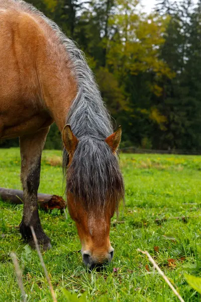 Güzel bir at bulutlu bir gökyüzünün altında canlı yeşil çimlerde otluyor, doğanın sakinliğini ve doğal ortamları ile hayvanlar arasındaki bağı gösteriyor..