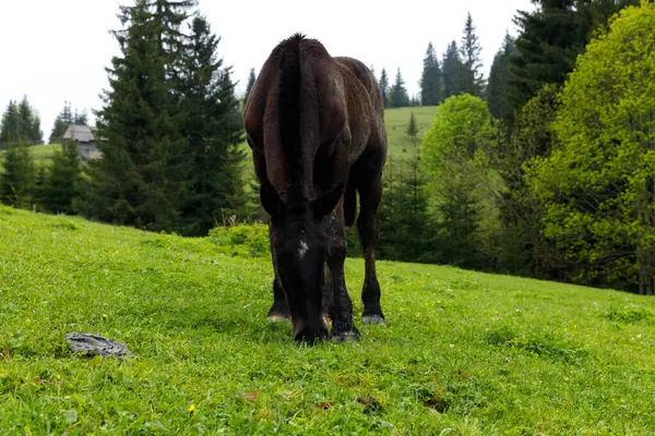 Bu resim, ağaçlarla ve yumuşak tepelerle dolu, dinginliği ve doğanın güzelliğini anımsatan, canlı yeşil çimlerde otlayan güzel kahverengi bir atı yakalıyor..