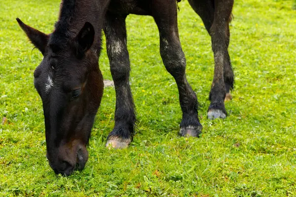 Bu görüntü, yemyeşil bir çayırda huzur içinde otlayan görkemli bir atı gösteriyor. Doğanın güzelliğini ve vahşi yaşam ile çevre arasındaki bağlantıyı gösteriyor..
