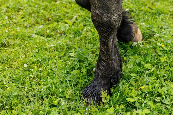 Bu resim canlı yeşil çimenler üzerinde dinlenen güçlü hayvan toynaklarının yakın plan görüntüsünü sergiliyor, kır çiçekleriyle süslenmiş, büyük açık havada kırsal yaşamın sükunetini vurguluyor..
