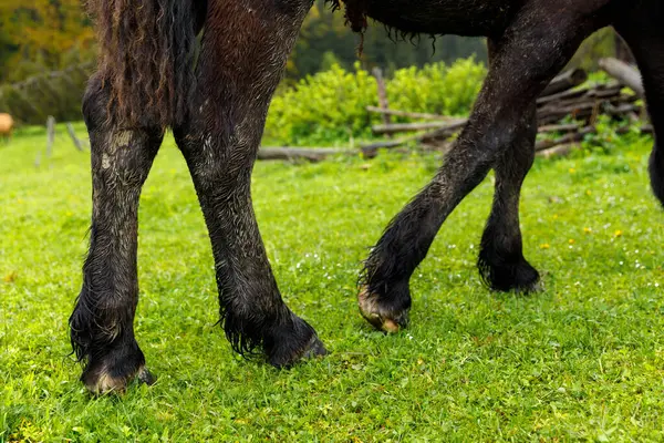 Görüntü, bitkiler ve kırsal ahşap çitler de dahil olmak üzere doğal özelliklerle çevrili canlı yeşil çimenlerin arasında yürüyen siyah atın bacaklarının alt kısmını gösteriyor..