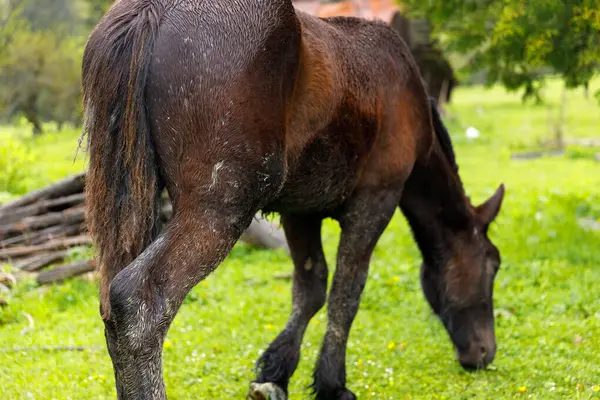 Bu görüntü, canlı yeşil bir alanda otlayan kahverengi bir atı, kırsal bir çevredeki doğal hayatın sükunetini ve doğal güzelliğini vurguluyor..