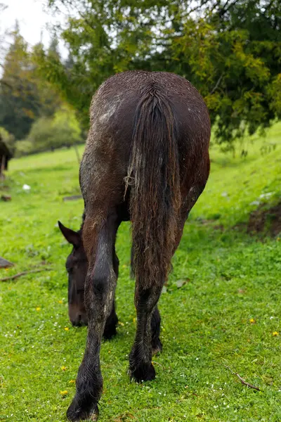 Bu görüntü, canlı yeşil çimlerin üzerinde duran, ağaçlar ve açık gökyüzü tarafından çerçevelenmiş, doğada huzurlu bir anın tadını çıkaran kahverengi bir atın dikiz görüntüsünü yakalar..