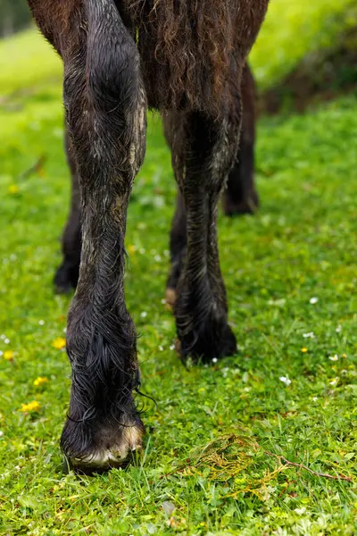 Bir atın bacaklarının zarif detaylarını yakalamak, kürkünün ve toynaklarının dokusunu vurgulamak, vahşi çiçeklerle dolu canlı yeşil bir arka plana yerleştirmek, doğanın güzelliğini hayata getirmek..