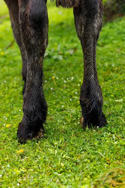 Bir atın bacaklarının büyüleyici görüntüsü, küçük çiçeklerle dolu canlı yeşil çimlerin üzerinde dururken, kürkünün zengin dokusunu ve rengini belirtiyor..