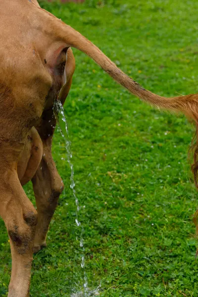 Bu resimde yemyeşil bir alanda doğal bir vücut fonksiyonunu gösteren bir inek görülüyor. Sahne çiftlik hayatını temsil ediyor, kırsal cazibeyi ve doğayla olan bağlantıyı vurguluyor..