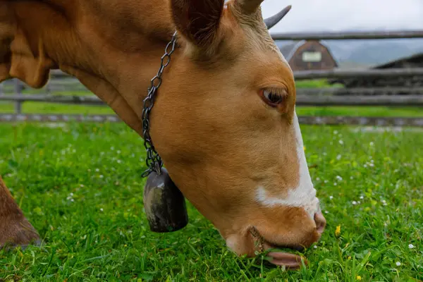 Bu resimde, arka planda bulanık bir çiftlik yapısına bir bakış ile, dingin bir çayırda yemyeşil çimlerde otlayan kahverengi ve beyaz bir inek görülüyor. Doğanın sükuneti en iyisidir..