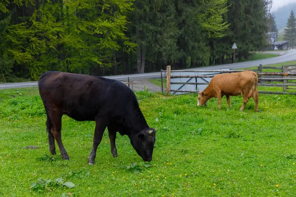 Görüntü, uzun ağaçlarla çevrili canlı yeşil bir alanda huzur içinde otlayan iki ineği ve arka planda sakin bir yolu gösteriyor. Pastoral yaşamın sükunetini gösteriyor..