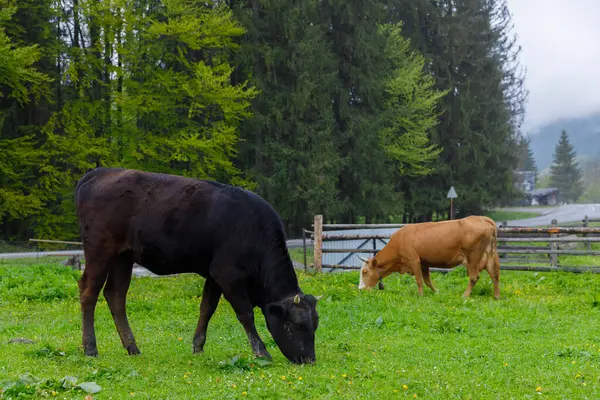 Görüntü, yemyeşil bir çayırda otlayan iki ineğin bulunduğu sakin bir manzara yakalıyor. Yeşillik ağaçlarla çevrili, sakin bir yol, kırsal cazibe ve doğal güzelliğin simgesi..