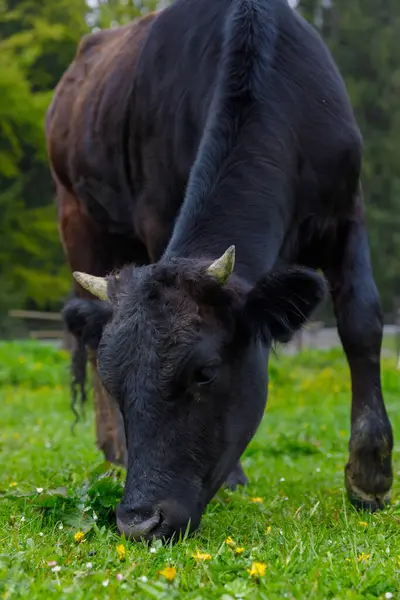 Bu resim, kır çiçeklerinin arasında otlayan siyah bir ineğin, kırsal hayatın güzelliğini ve sükunetini gözler önüne seren, yeşil çimlerde otlayan bir ineğin yakın görüntüsünü tasvir ediyor..