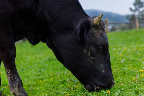 Bu görüntü, kır çiçekleriyle dolu canlı yeşil bir çayırda huzur içinde otlayan siyah bir ineğin kırsal yaşamı ve hayvan çiftçiliğini ön plana çıkaran huzurlu bir anını yakalıyor..