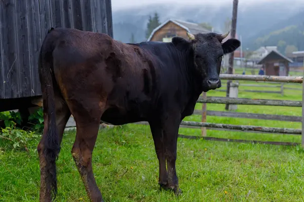Büyüleyici bir siyah inek kırsal bir ahırın yakınındaki yemyeşil bir arazide, sakin kırsal yaşam tarzını resimsel bir dağ zeminiyle ve bulutlu gökyüzü ile özetliyor..