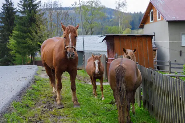 Görüntü, yeşil ve ahşap yapılarla çevrili toprak bir yolun yanında duran üç atı sergiliyor, sakin bir gökyüzünün altında, kırsal yaşamın güzelliğini ve doğanın cazibesini vurguluyor..