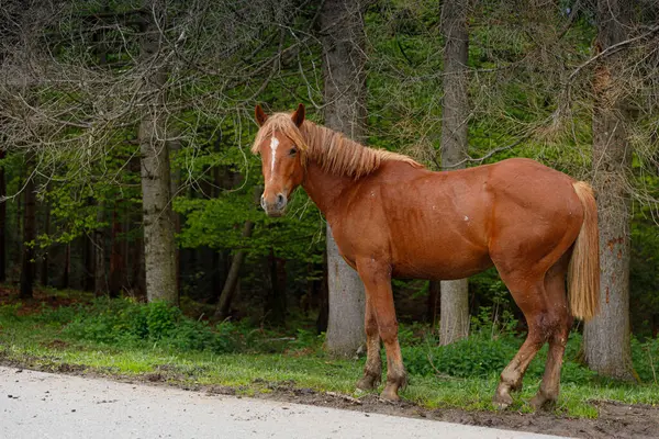 Bu resim, sakin bir orman manzarasında huzur içinde duran çarpıcı paltolu güzel bir atı gösteriyor. Huzurlu bir atmosferde doğa ve vahşi yaşam arasındaki bağlantıyı gösteriyor..