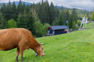 Görüntü huzurlu bir kır manzarası yakalıyor. Canlı yeşil çimlerde otlayan bir inek. Çekici, siyah bir çiftlik evi ve arka planda yemyeşil ağaçlar..