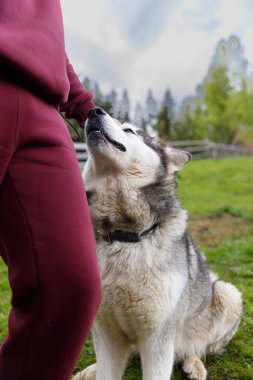Görüntü, kahverengi elbiseli bir insanın Alaska Malamute köpeğiyle çimenli bir alanda nazikçe etkileşime geçtiği sıcak bir anı yakalıyor ve doğadaki bağlarını gösteriyor..