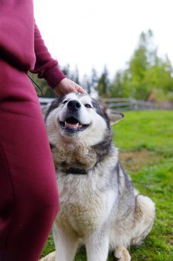 Görüntü, mutlu bir köpek yavrusunu resimli bir çimenlikte nazikçe okşayan birini yakalıyor. Huzurlu bir ortamda sıcaklığı ve arkadaşlığı vurguluyor..