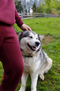 Bu görüntü, bir insanla Alaska 'lı bir Malamute arasındaki sıcak etkileşimi yakalar. İnsanlar ve evcil hayvanlar arasındaki yemyeşil bağın altını çizer..