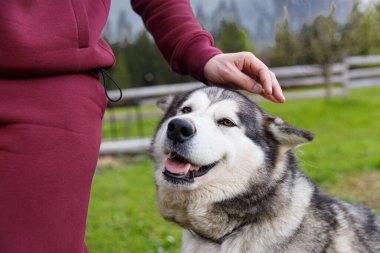 Bordo elbiseli bir kişi, bulutlu bir gökyüzünün altında yeşil ve uzak dağların oluşturduğu, neşe saçan gülümseyen Alaska Malamute 'sini nazikçe evcilleştirir..