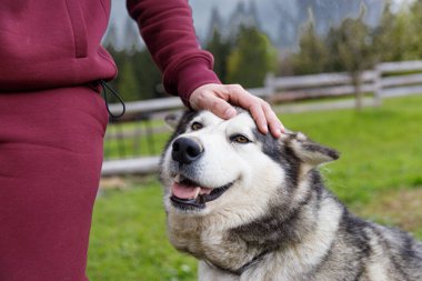 Bu iç açıcı görüntüde, bir insan neşeli bir köpeği nazikçe evcilleştirir, paylaştığı sevgi dolu ilişkiyi yeşilliklerle dolu güzel bir ortamda gösterir..