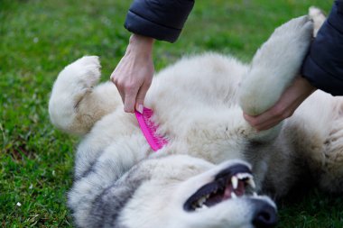 Güneşli bir günde mutlu bir köpeği tımar eden birinin neşeli bir sahnesi. Evcil hayvan fırçalarken göbeğini okşamaktan zevk alır. Aralarındaki bağı açık havada sergiler..