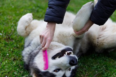 Bir insanın çimenlerde uzanan neşeli bir köpeği tımar ederken çekilmiş neşeli bir an. Köpek, tımar deneyimi ve sevgi dolu ilgiyle mutlu görünüyor..