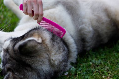 Bu resimde, içerikli bir köpeğe, kürkünü parlak pembe bir tarakla tarayarak, açık havada yapılan tımar seanslarında paylaşılan neşe ve sevgiyi göstererek nazikçe yardım eder..